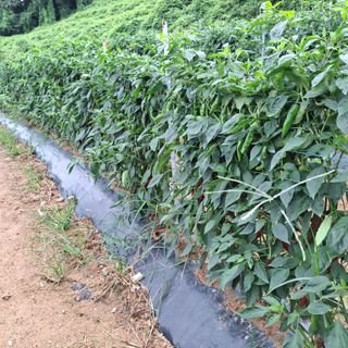 오영도님의 자유주제 · 자유게시판 작성글 사진