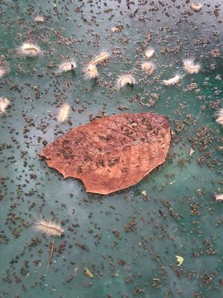 맞춤포도 드론방제님의 자유주제 · 자유게시판 작성글 사진