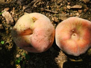 HJK님의 복숭아 · 병해충상담 작성글 사진