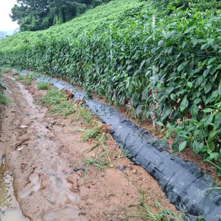 오영도님의 자유주제 · 자유게시판 작성글 사진