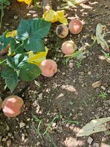 팜모닝 복숭아·병해충상담 게시글 이미지