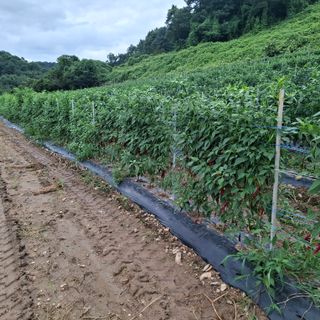 오영도님의 자유주제 · 자유게시판 작성글 사진