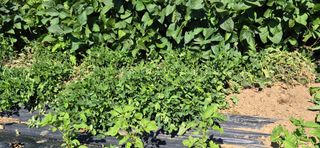 원증연님의 자유주제 · 자유게시판 작성글 사진