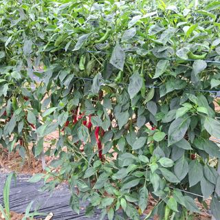 오영도님의 자유주제 · 자유게시판 작성글 사진