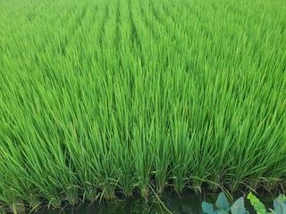 옥천서화농님의 자유주제 · 자유게시판 작성글 사진