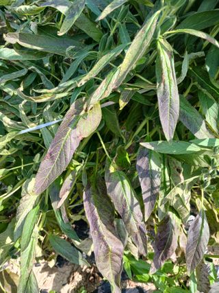 강순애 님의 농사, 무엇이든 물어보세요! · 참여글 작성글 사진