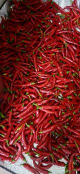 팜모닝 자유주제·자유게시판 게시글 이미지