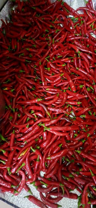 초보퍼머5도2촌준비님의 자유주제 · 자유게시판 작성글 사진