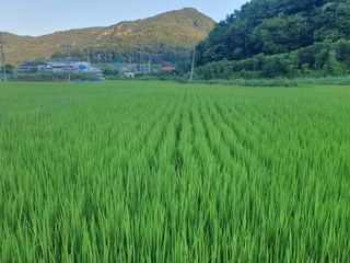 옥천서화농님의 자유주제 · 자유게시판 작성글 사진