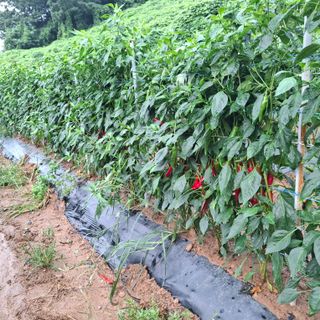 오영도님의 자유주제 · 자유게시판 작성글 사진