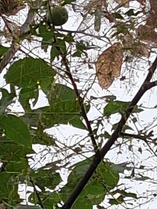 맞춤포도 드론방제님의 자유주제 · 자유게시판 작성글 사진