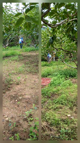 향양농장 사랑합니다님의 감 · 자유게시판 작성글 사진