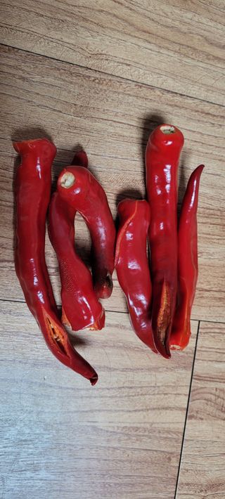 도시농부 박태영님의 자유주제 · 자유게시판 작성글 사진