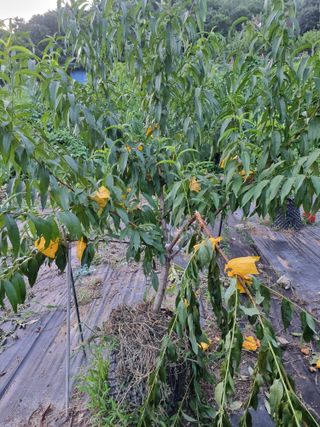 우묵골님의 자유주제 · 자유게시판 작성글 사진