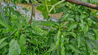 텃밭농부님의 자유주제 · 자유게시판 작성글 사진