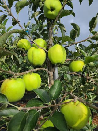 은혜농원(사과농사)님의 자유주제 · 자유게시판 작성글 사진