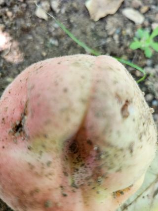 HJK님의 복숭아 · 병해충상담 작성글 사진