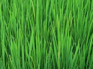 옥천서화농님의 자유주제 · 자유게시판 작성글 사진