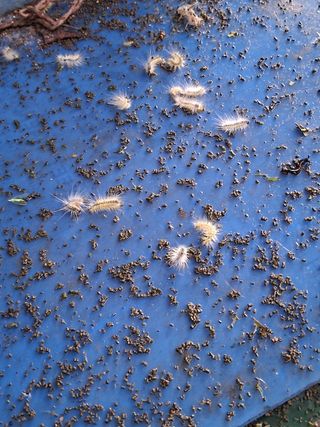 맞춤포도 드론방제님의 자유주제 · 자유게시판 작성글 사진