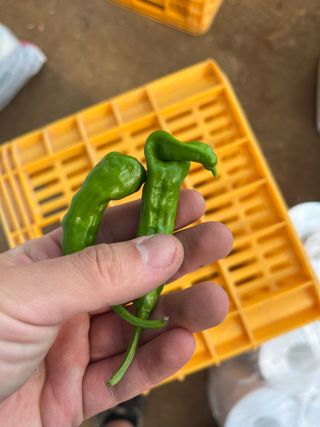 이종인님의 농사, 무엇이든 물어보세요! · 참여글 작성글 사진