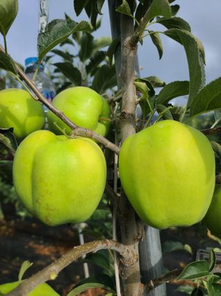 은혜농원(사과농사)님의 자유주제 · 자유게시판 작성글 사진