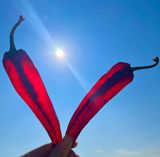 팜모닝 자유주제·자유게시판 게시글 이미지