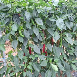 오영도님의 자유주제 · 자유게시판 작성글 사진