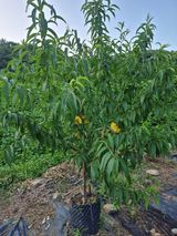 팜모닝 자유주제·자유게시판 게시글 이미지