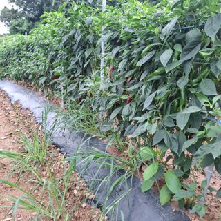 오영도님의 자유주제 · 자유게시판 작성글 사진