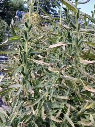 강순애 님의 농사, 무엇이든 물어보세요! · 참여글 작성글 사진