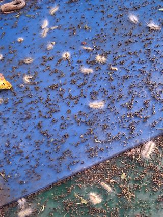 맞춤포도 드론방제님의 자유주제 · 자유게시판 작성글 사진