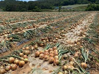 대산농사대장님의 양파 · 자유게시판 작성글 사진