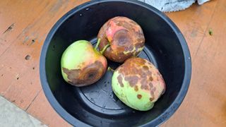 정병묵님의 기타작물 · 자유게시판 작성글 사진