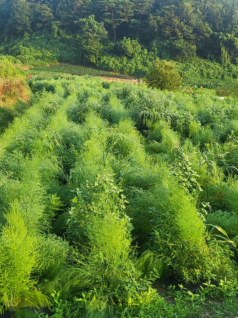 장터 상품 [아스파라거스 뿌리 팜니다 (사진참고)] 썸네일