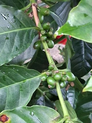 맞춤포도 드론방제님의 자유주제 · 자유게시판 작성글 사진