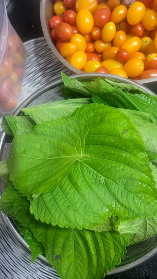 행복농장아다나님의 자유주제 · 자유게시판 작성글 사진