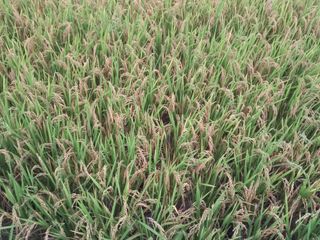 낙엽교목류17614님의 자유주제 · 자유게시판 작성글 사진