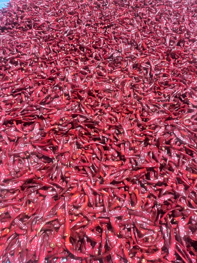 알 수 없음님의 장터 판매 상품 [고추가루600g18000원] 첨부 사진