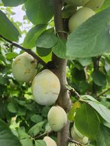 팜모닝 농사, 무엇이든 물어보세요!·참여글 게시글 이미지