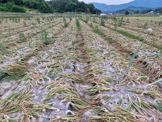 대산농사대장님의 양파 · 자유게시판 작성글 사진