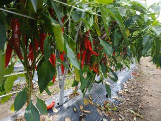 송명자님의 자유주제 · 자유게시판 작성글 사진