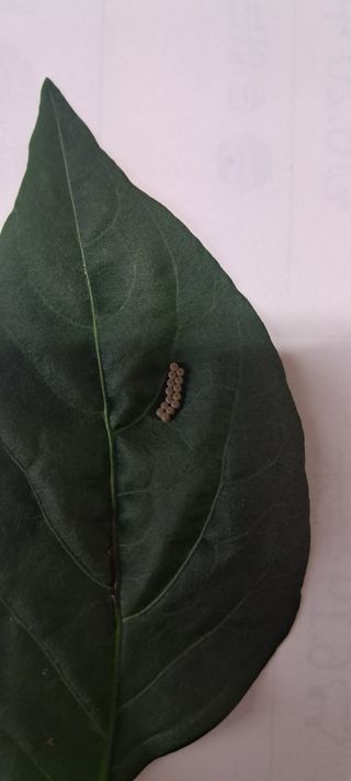 들깨13571님의 자유주제 · 자유게시판 작성글 사진