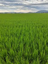 팜모닝 농사, 무엇이든 물어보세요!·참여글 게시글 이미지