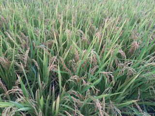 낙엽교목류17614님의 자유주제 · 자유게시판 작성글 사진