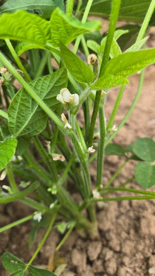 선비 농군님의 자유주제 · 자유게시판 작성글 사진