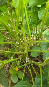 팜모닝 자유주제·자유게시판 게시글 이미지