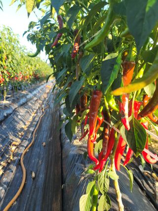 김순례님의 자유주제 · 자유게시판 작성글 사진