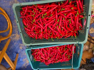 _고성농장님의 자유주제 · 자유게시판 작성글 사진