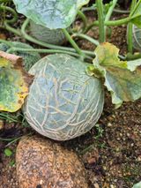 팜모닝 자유주제·자유게시판 게시글 이미지