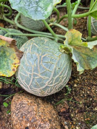 손동현님의 자유주제 · 자유게시판 작성글 사진
